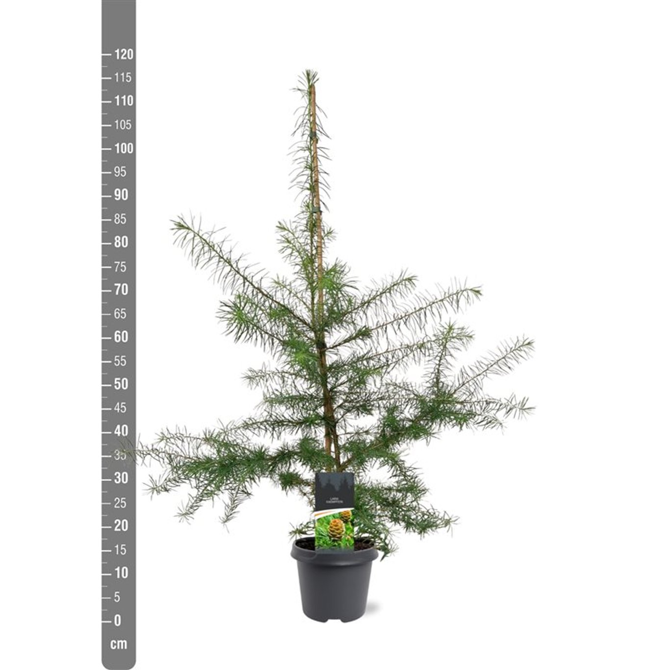 Larix kaempferi - C5 80-100 CM